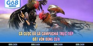 Cá Cược Đá Gà Campuchia Trực Tiếp - Đặt Vốn Đúng Cửa