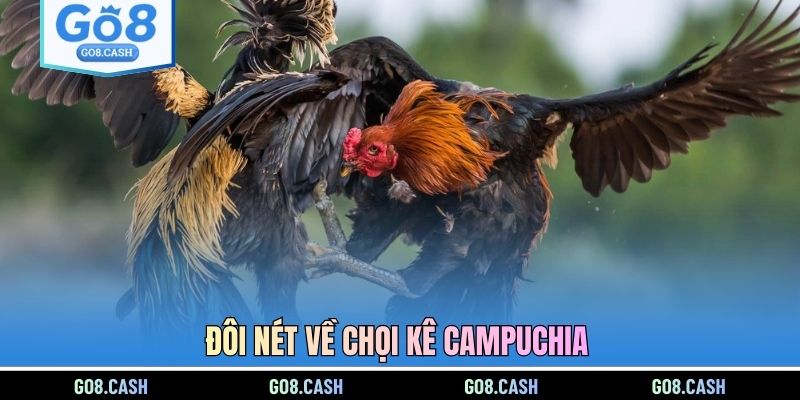 Đôi nét về chọi kê Campuchia