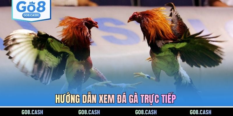 Hướng dẫn xem đá gà trực tiếp