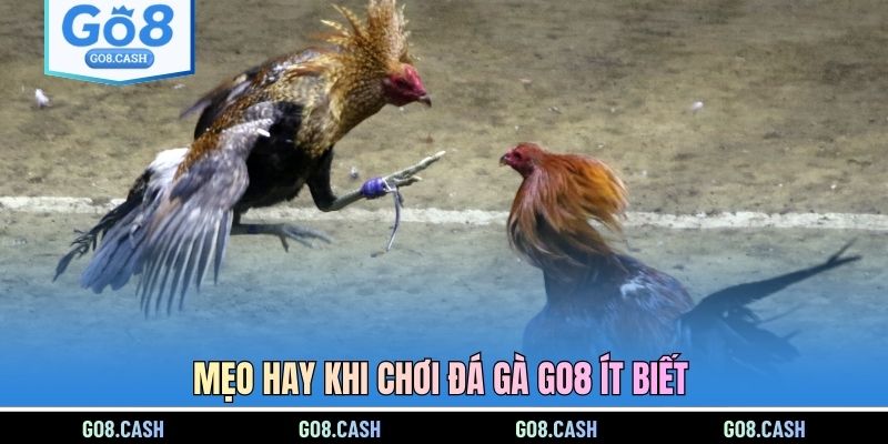 Mẹo hay khi chơi đá gà GO8 ít biết